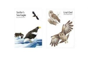 野鳥のクリアファイル発売