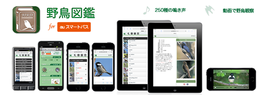「野鳥図鑑 for auスマートパス」スタート