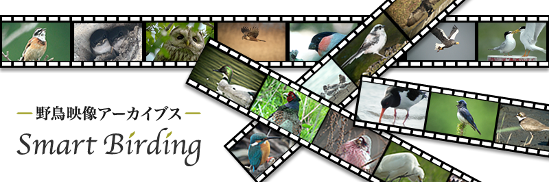 SmartBirding 野鳥映像アーカイブス